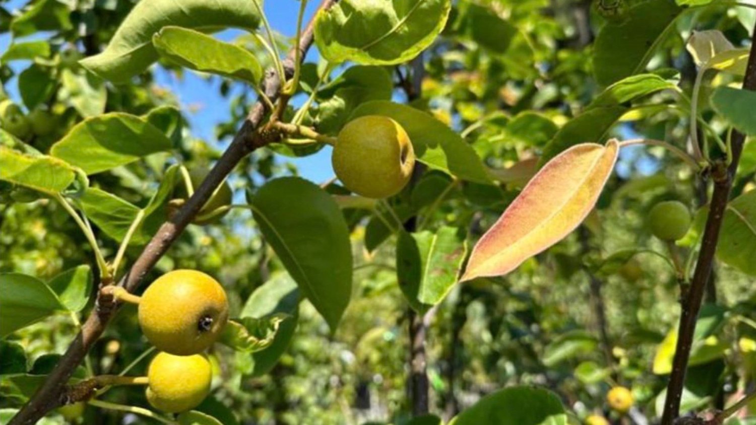 Choices in the Home Orchard - Part One — Sunnyside Nursery