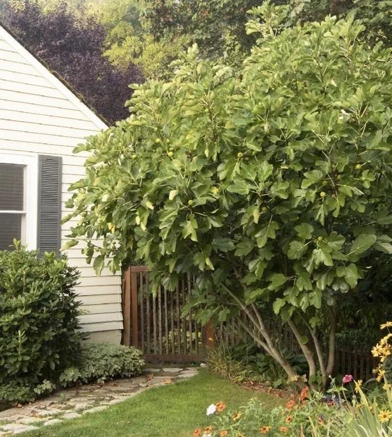 The Home Orchard - Part Two, The Sequel — Sunnyside Nursery