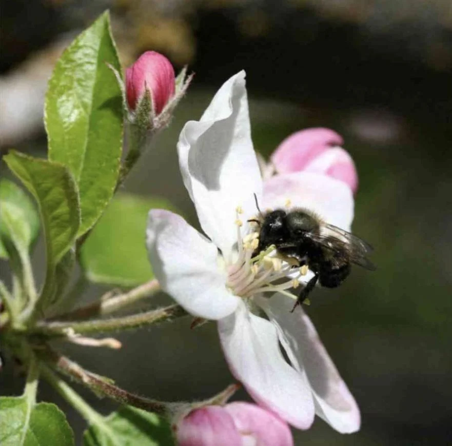 Choices in the Home Orchard - Part One — Sunnyside Nursery