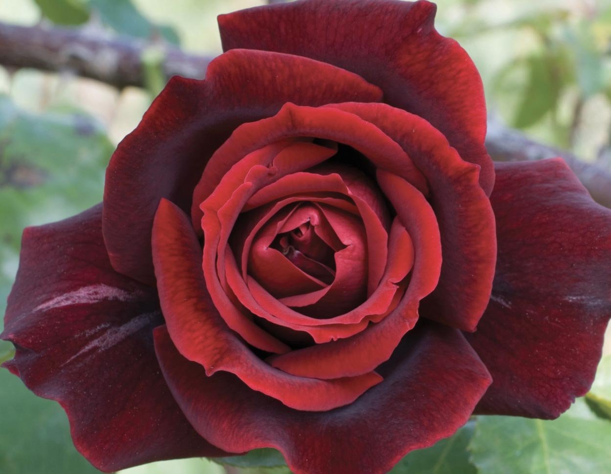 Hybrid Tea Roses — Sunnyside Nursery