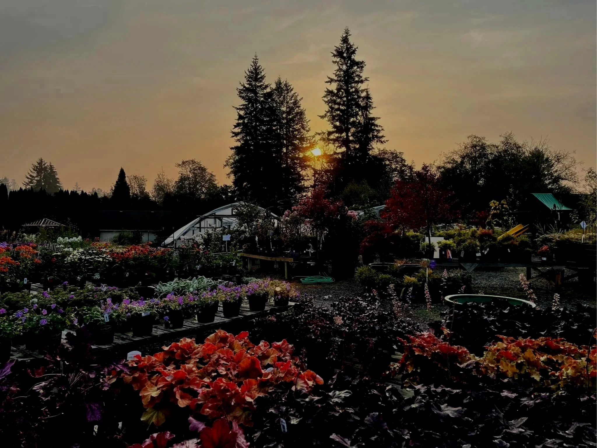 nursery yard with sunrise.jpg