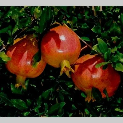 Pomegranate Favorite - Northwoods Nursery.jpg