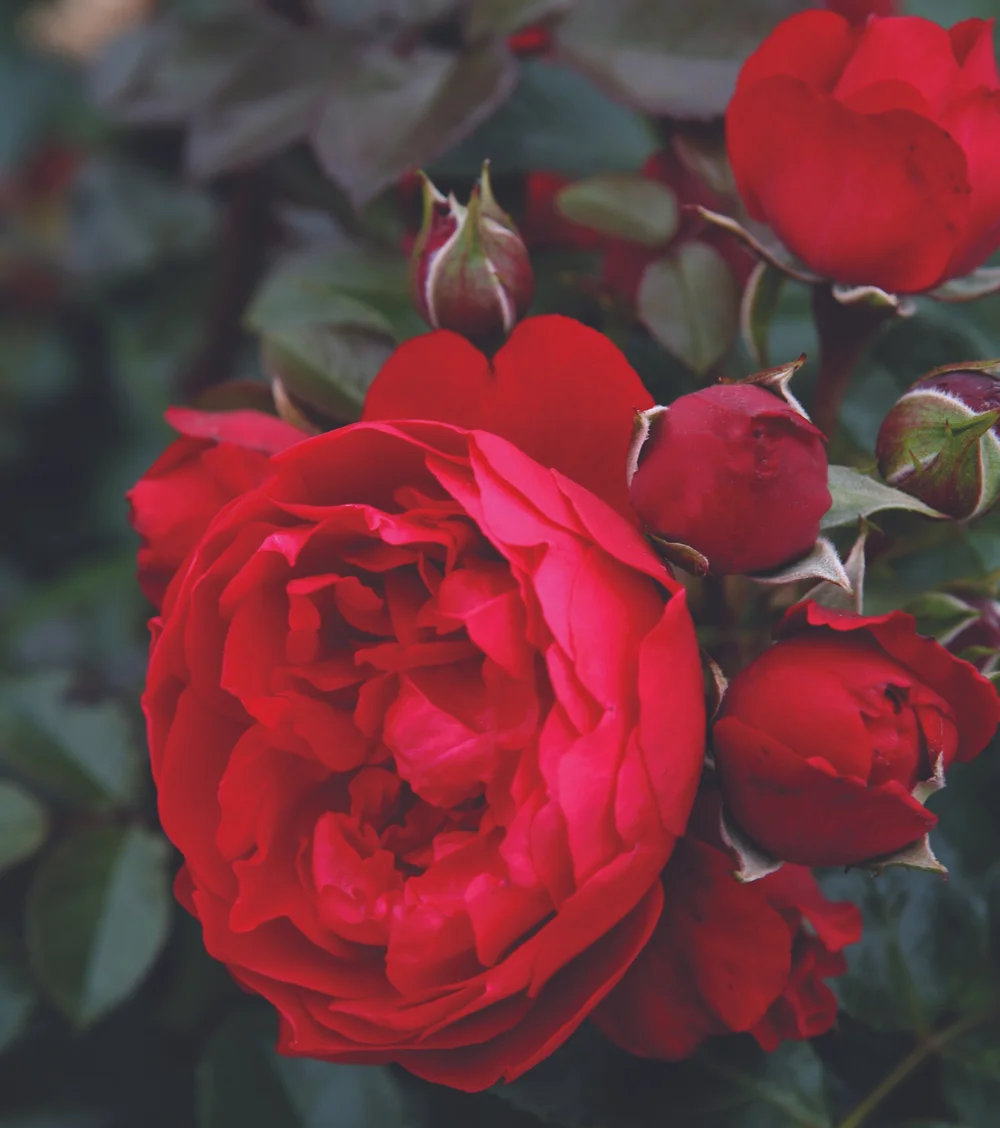 Climbing Roses — Sunnyside Nursery