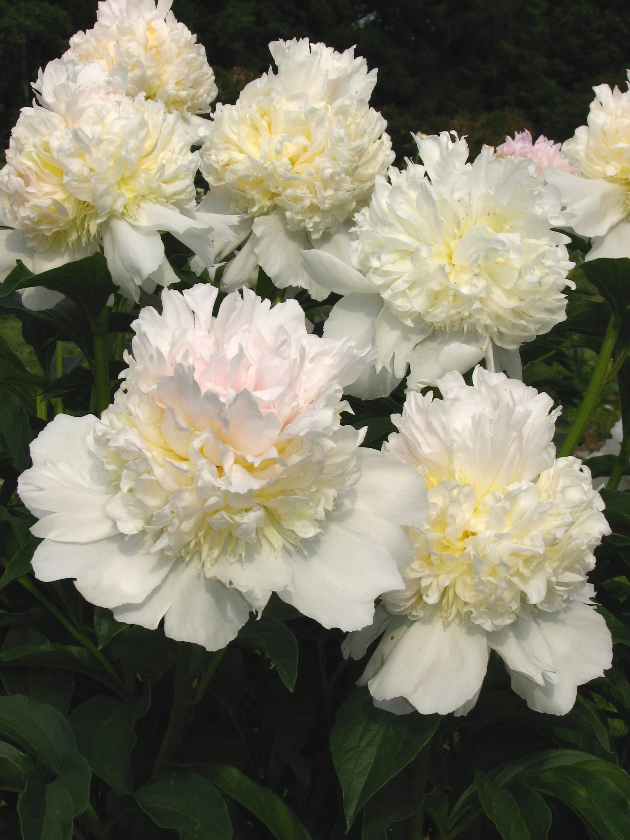 Peonies — Sunnyside Nursery