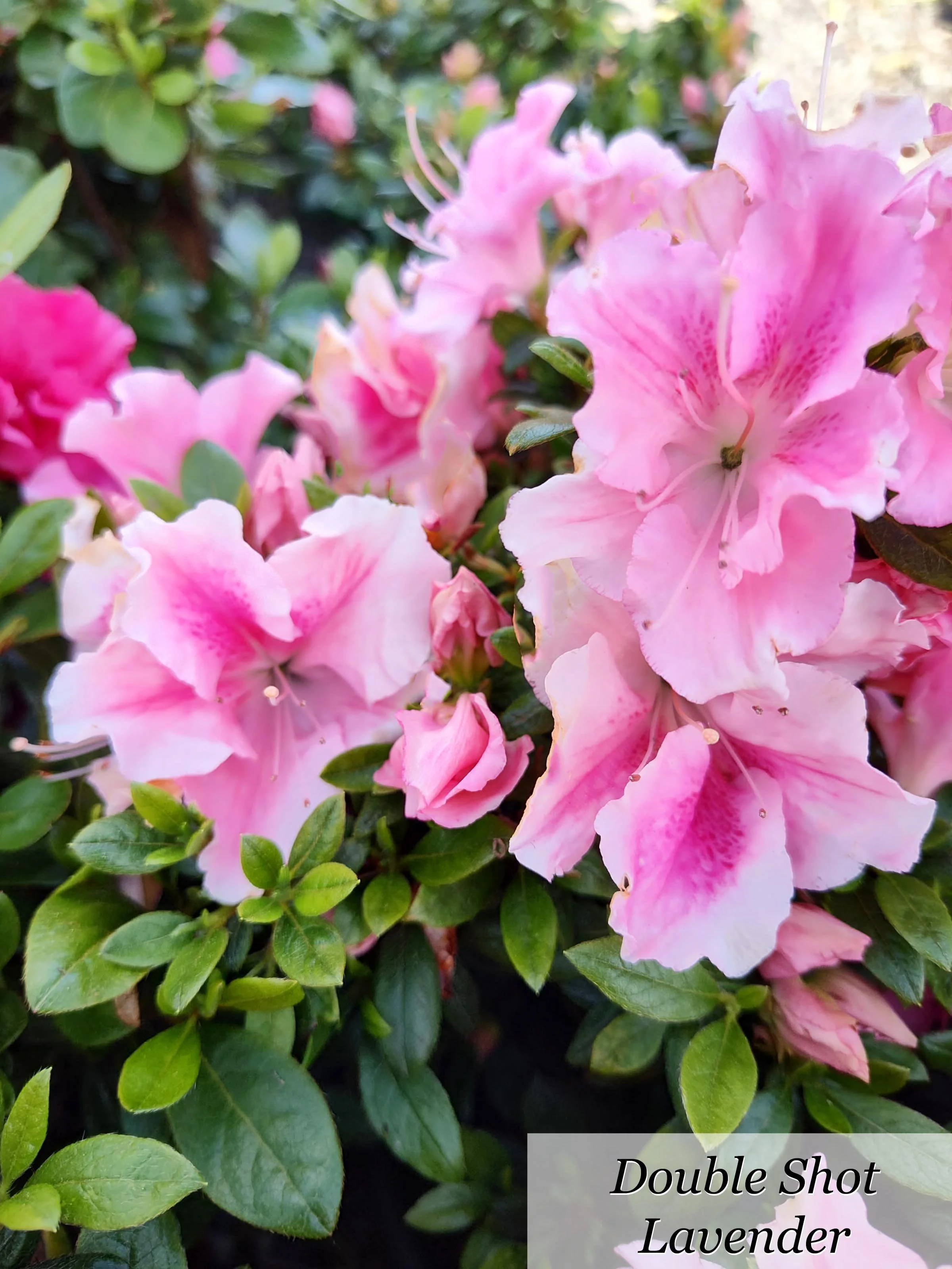 Double Blooming Azaleas — Sunnyside Nursery