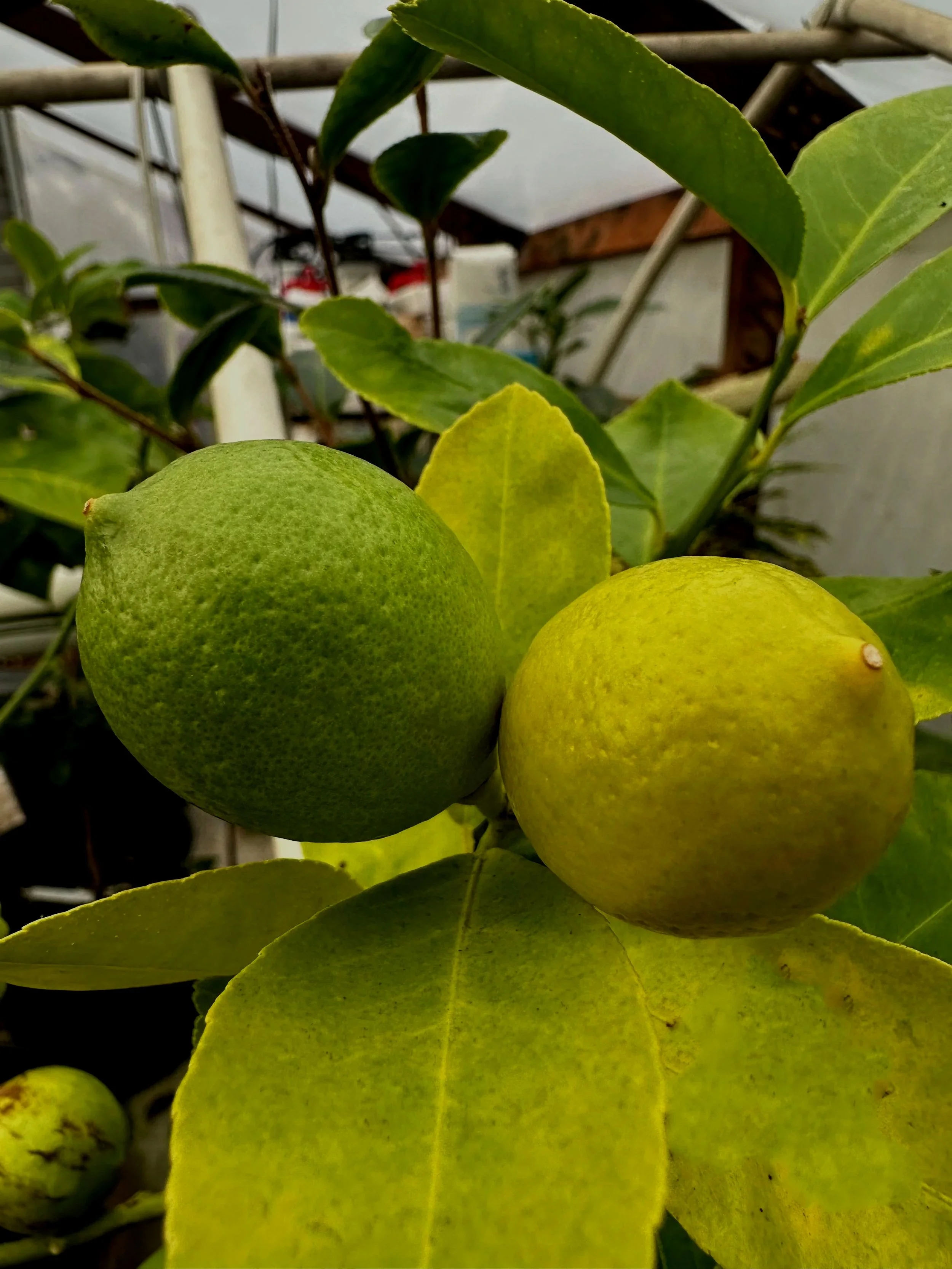 Citrus lime - SS.jpg