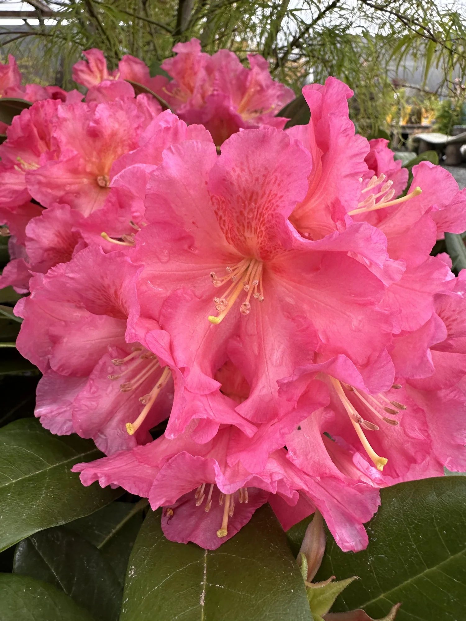 Pink Rhododendrum Pink Rhododendrons — Sunnyside Nursery