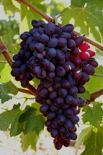 Grape Black Monukka - T&L Nursery.jpg