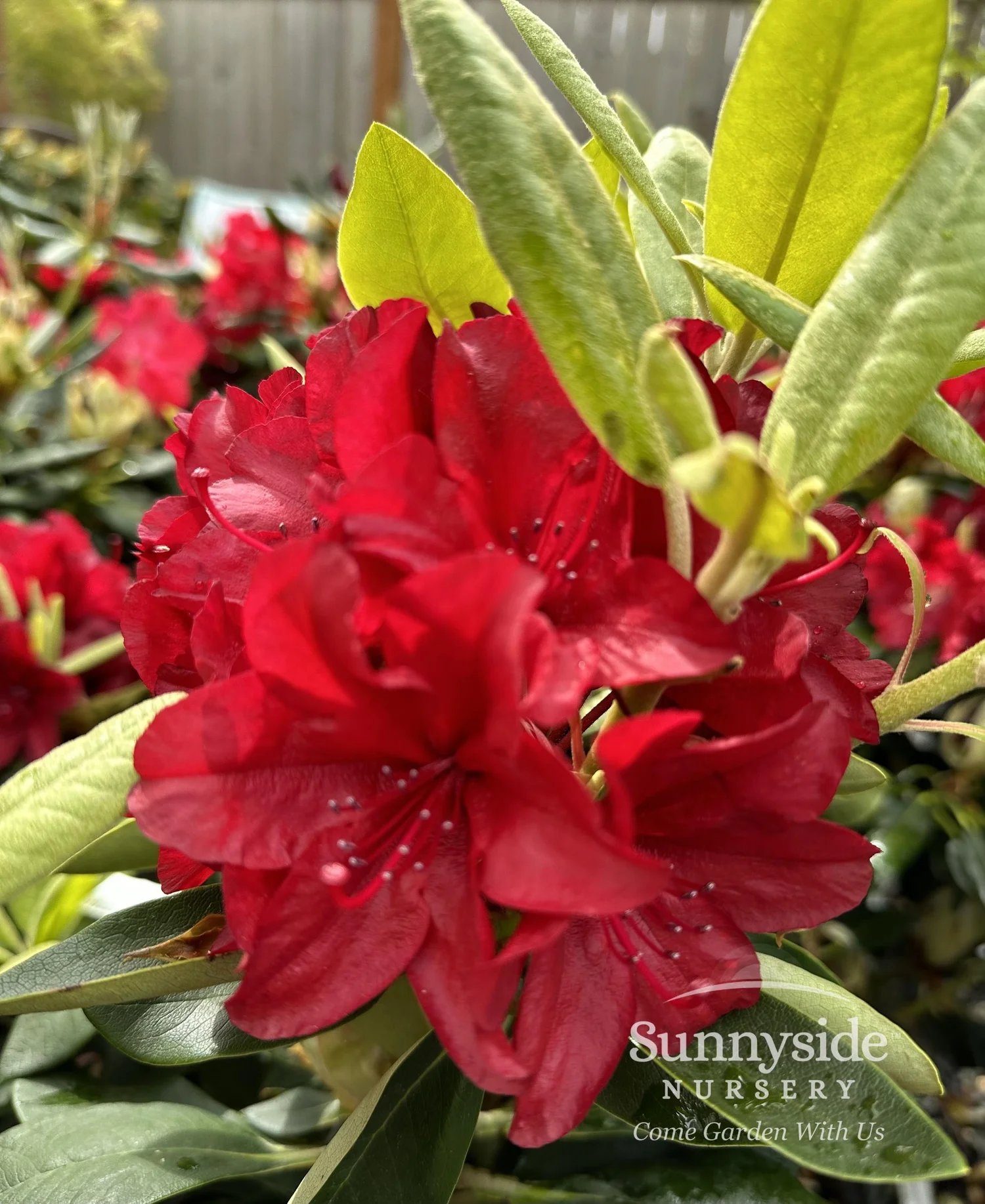 Red Rhododendrons — Sunnyside Nursery