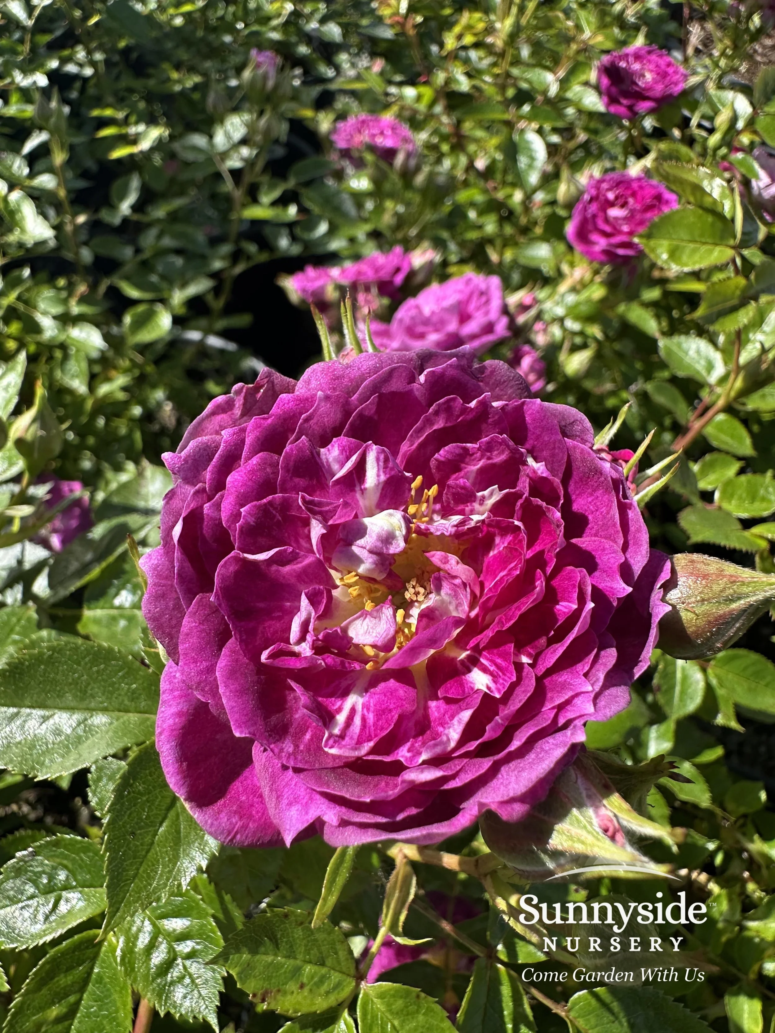 Brand New 2025 Roses — Sunnyside Nursery