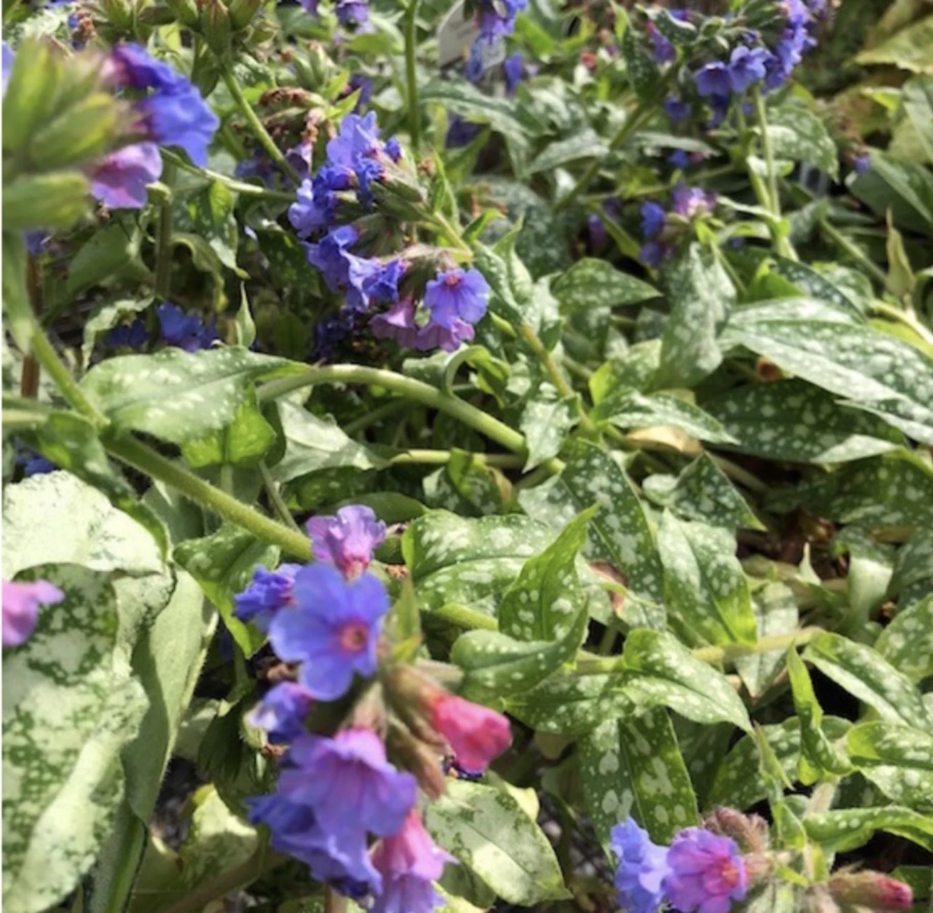 Early Spring Perennial Color — Sunnyside Nursery