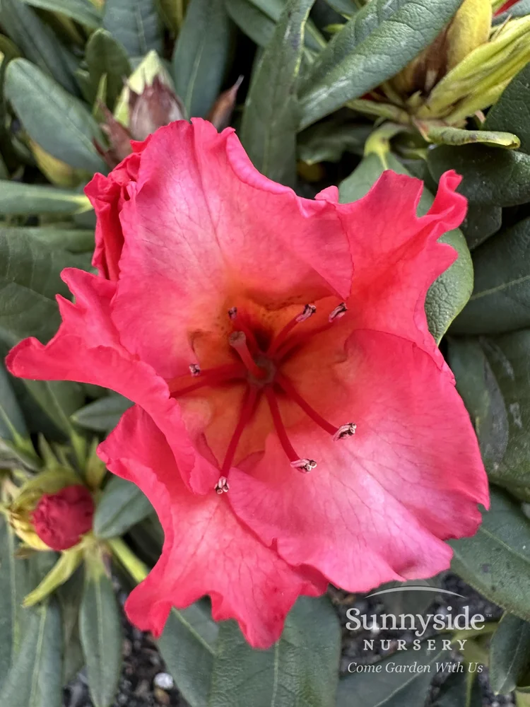 Vivacious Rhododendron Red Rhododendrons — Sunnyside Nursery