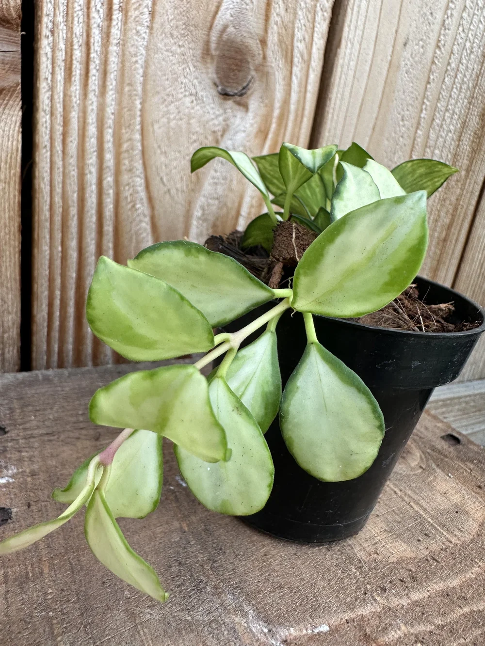 Hoya Display Collector Houseplants — Sunnyside Nursery