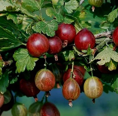 Gooseberry Pixwell - Bailey Nurseries.jpg