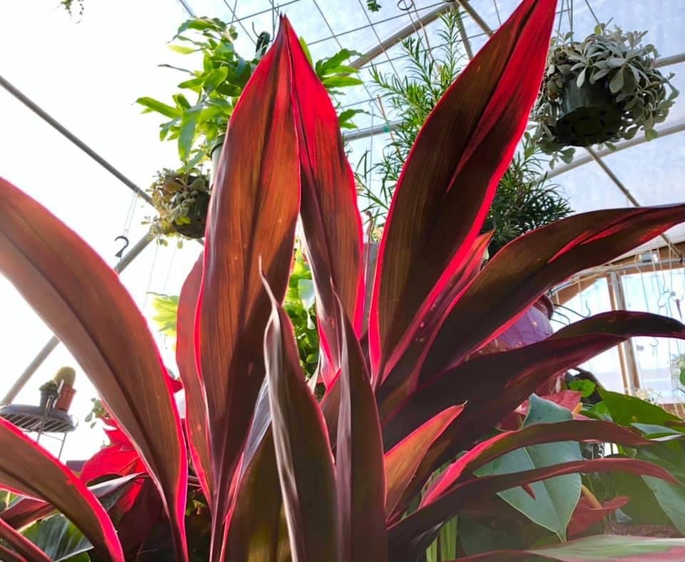 High Light Houseplants — Sunnyside Nursery