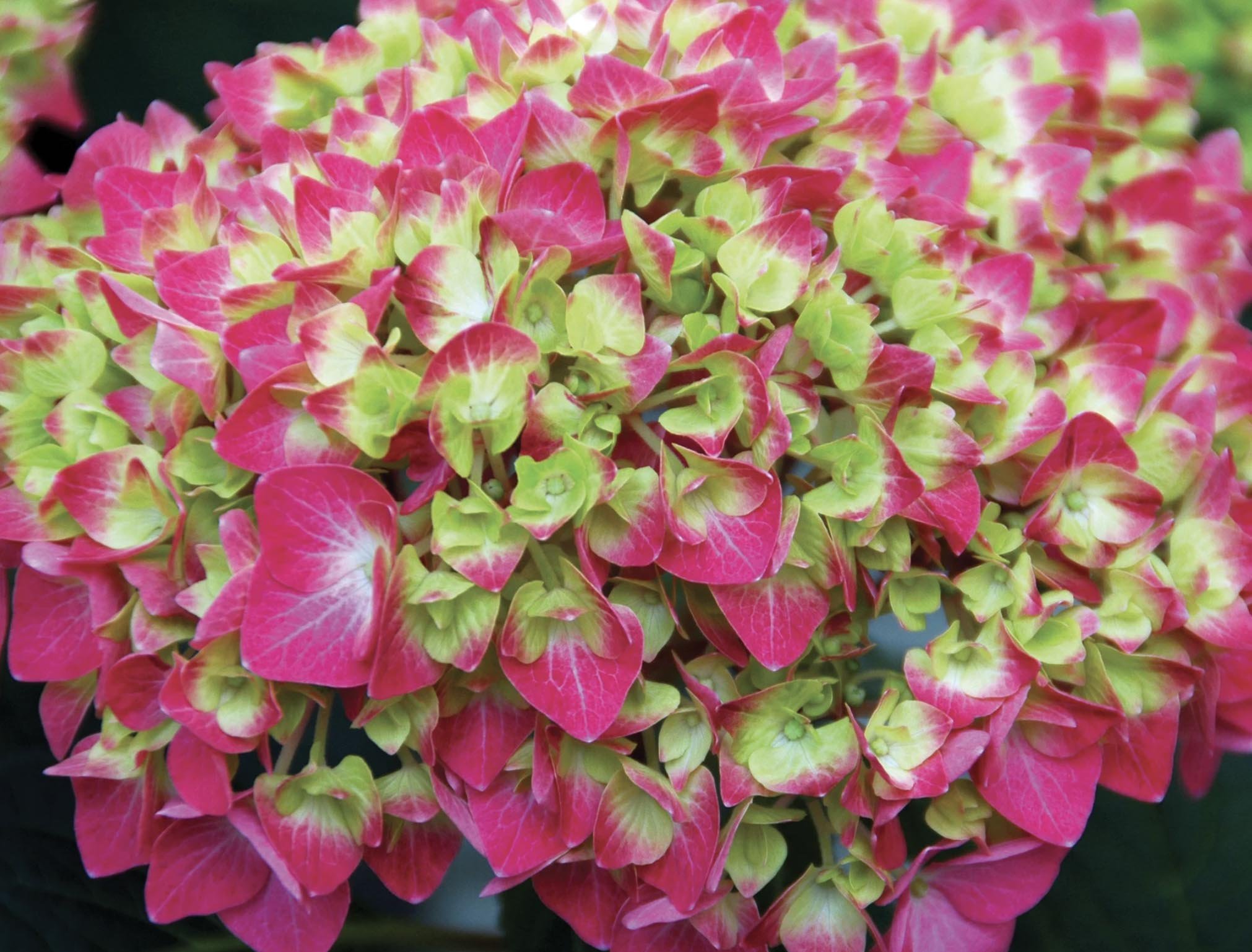Image of Lime lovebird hydrangea flower bouquet