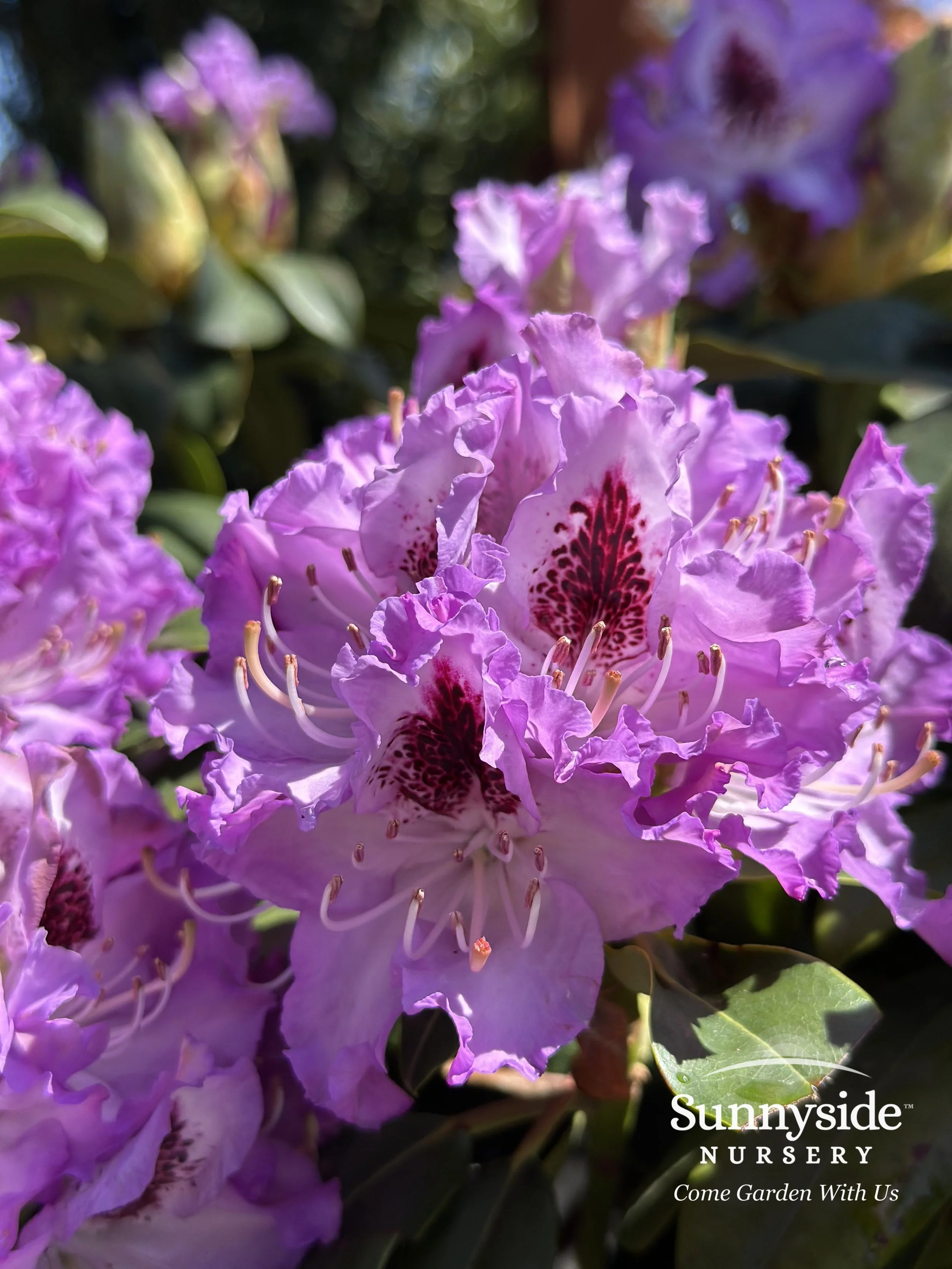 Blue & Purple Rhododendrons — Sunnyside Nursery