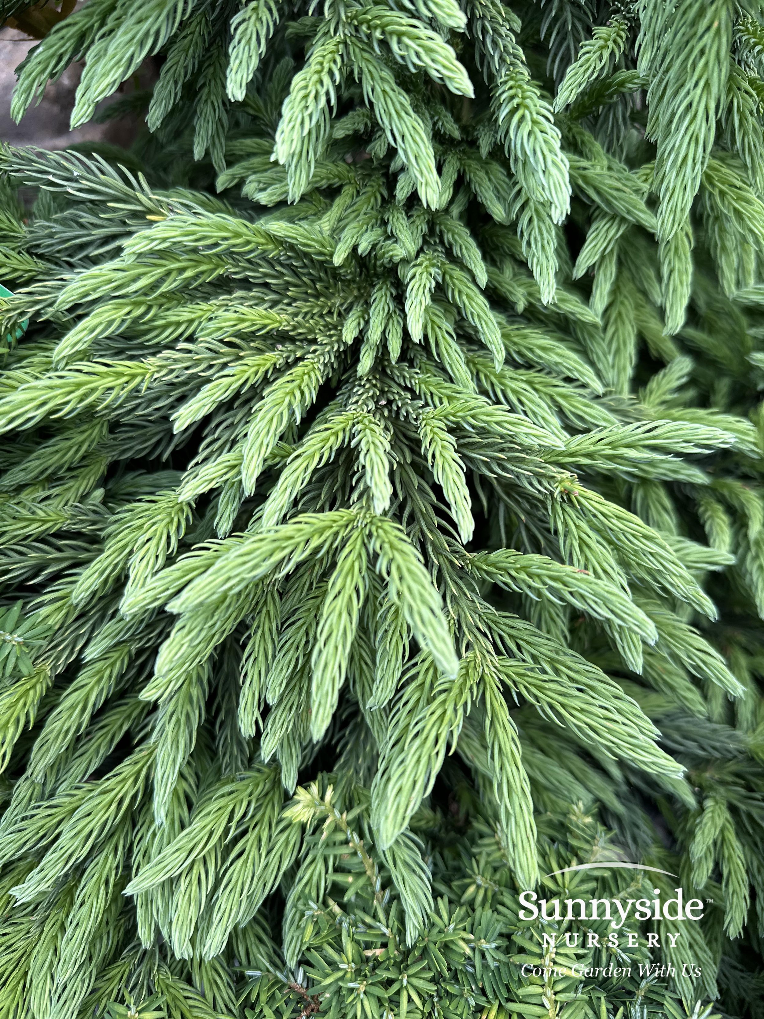 Cryptomeria Sunnyside Nursery cryptomeria-sunnyside-nursery