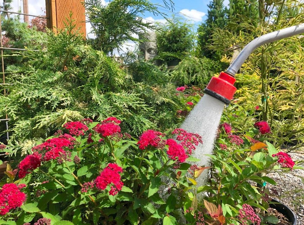 It's Dry Out There, Water Your Yard... Please! — Sunnyside Nursery
