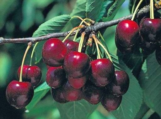 Tehranivee Cherry
