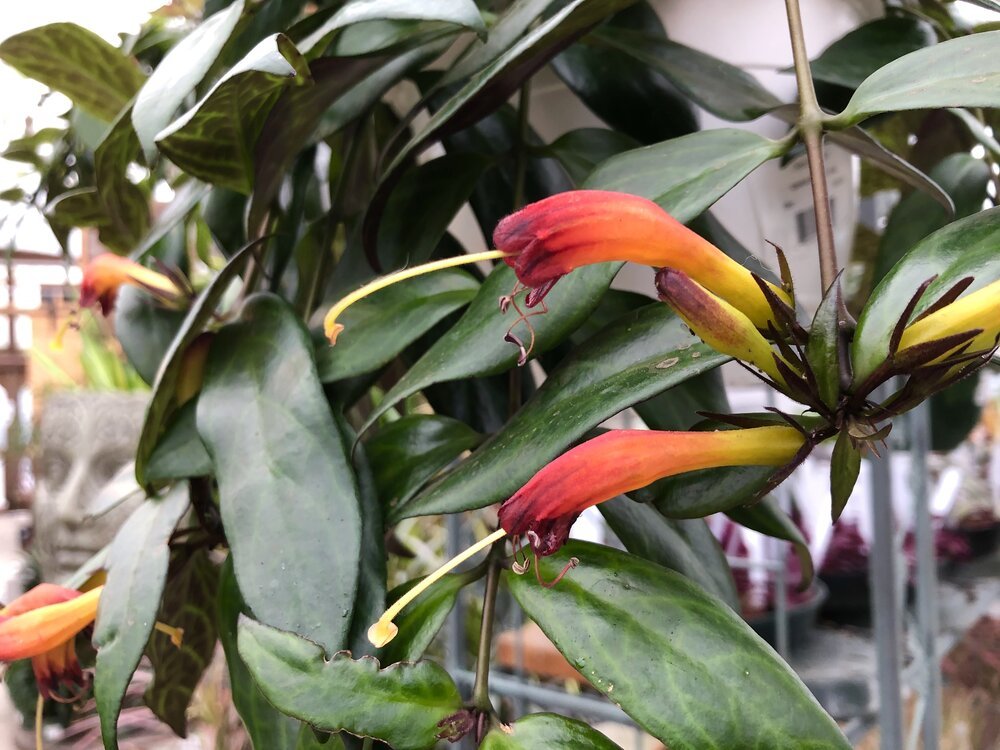 High Light Houseplants — Sunnyside Nursery