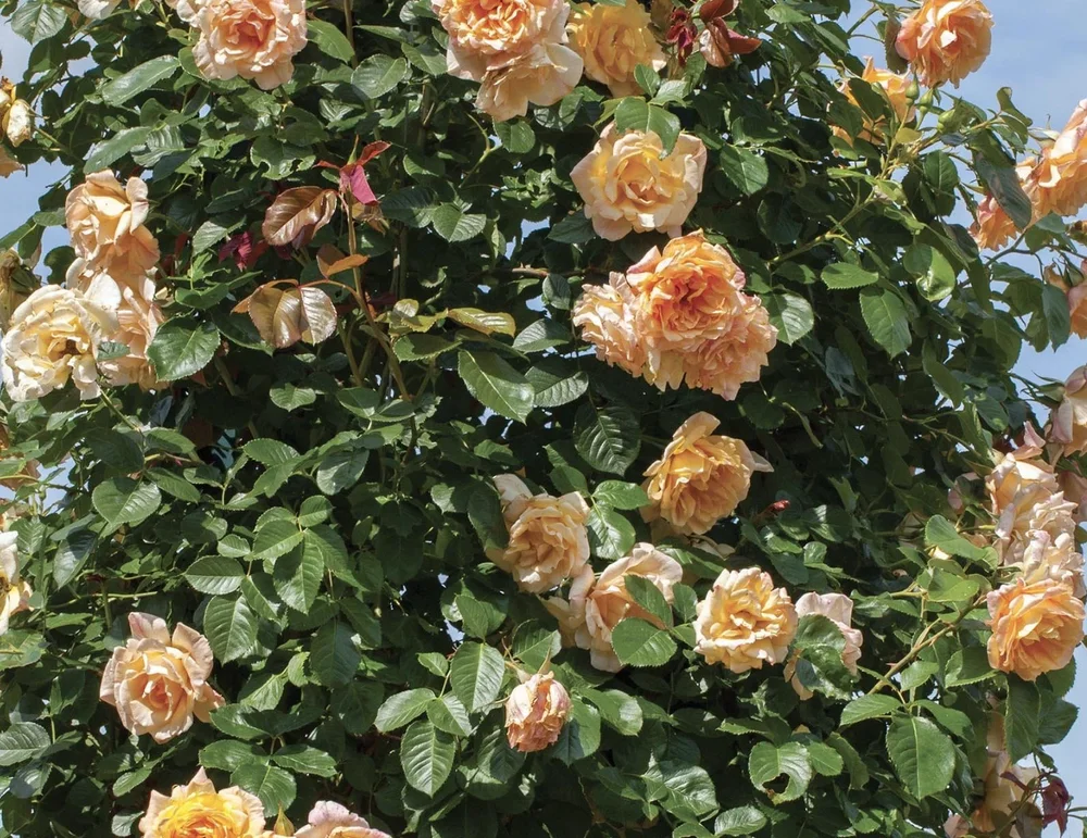 Crestation Roses Climbing Roses — Sunnyside Nursery
