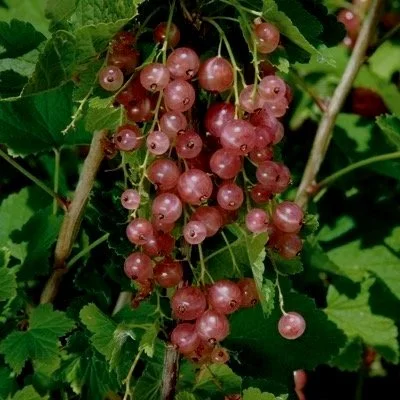 Currant Champagne - Northwoods Nursery.jpg
