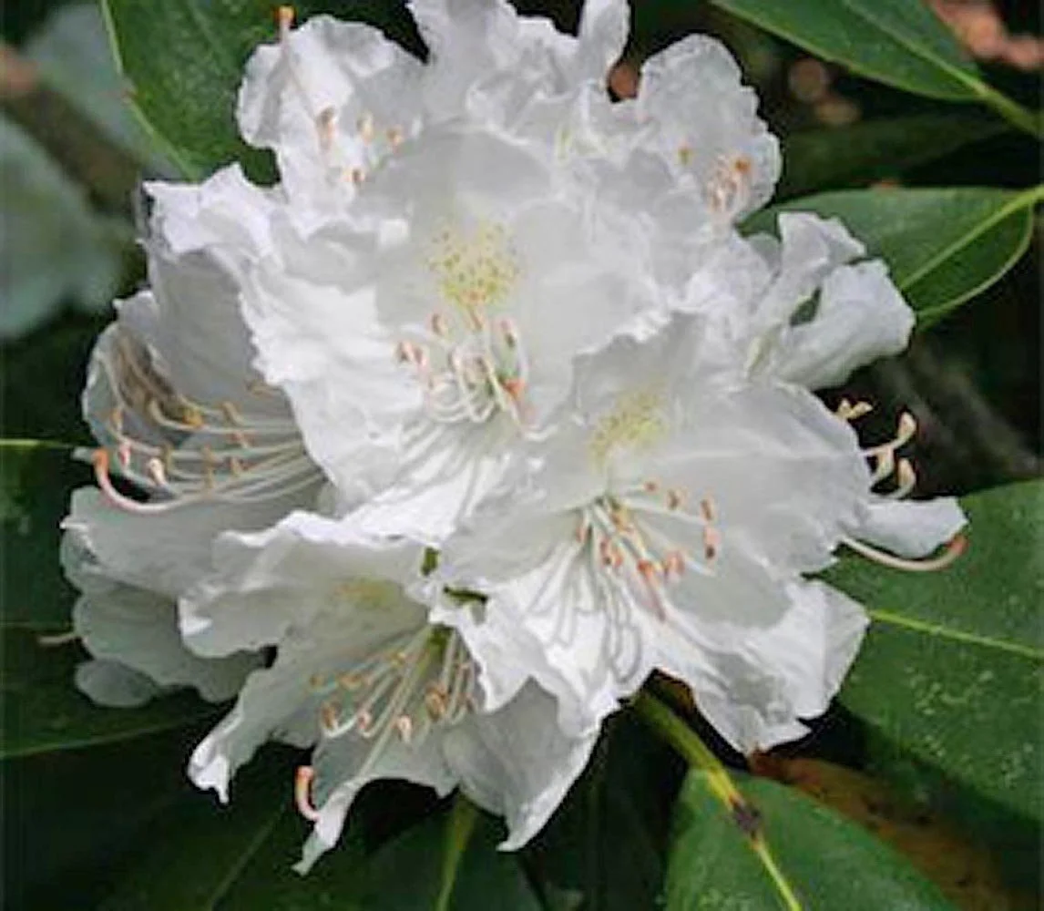 Witte Rhodondendron White Rhododendrons — Sunnyside Nursery