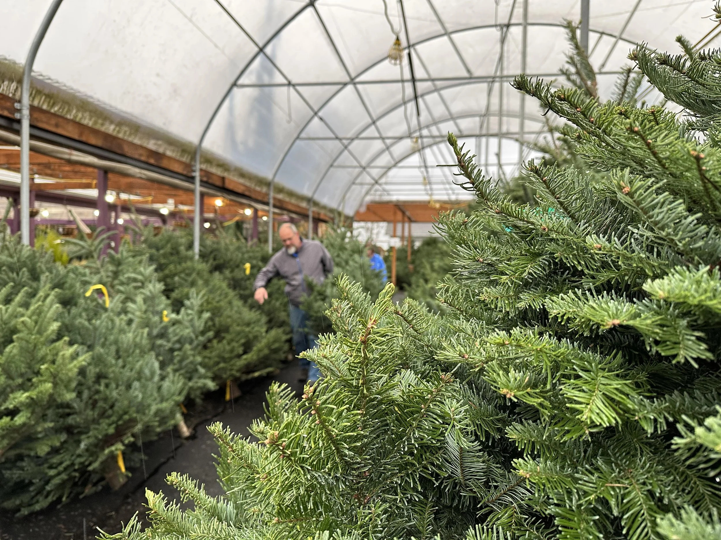 Christmas trees in lot with Trevor & Holli2.JPG