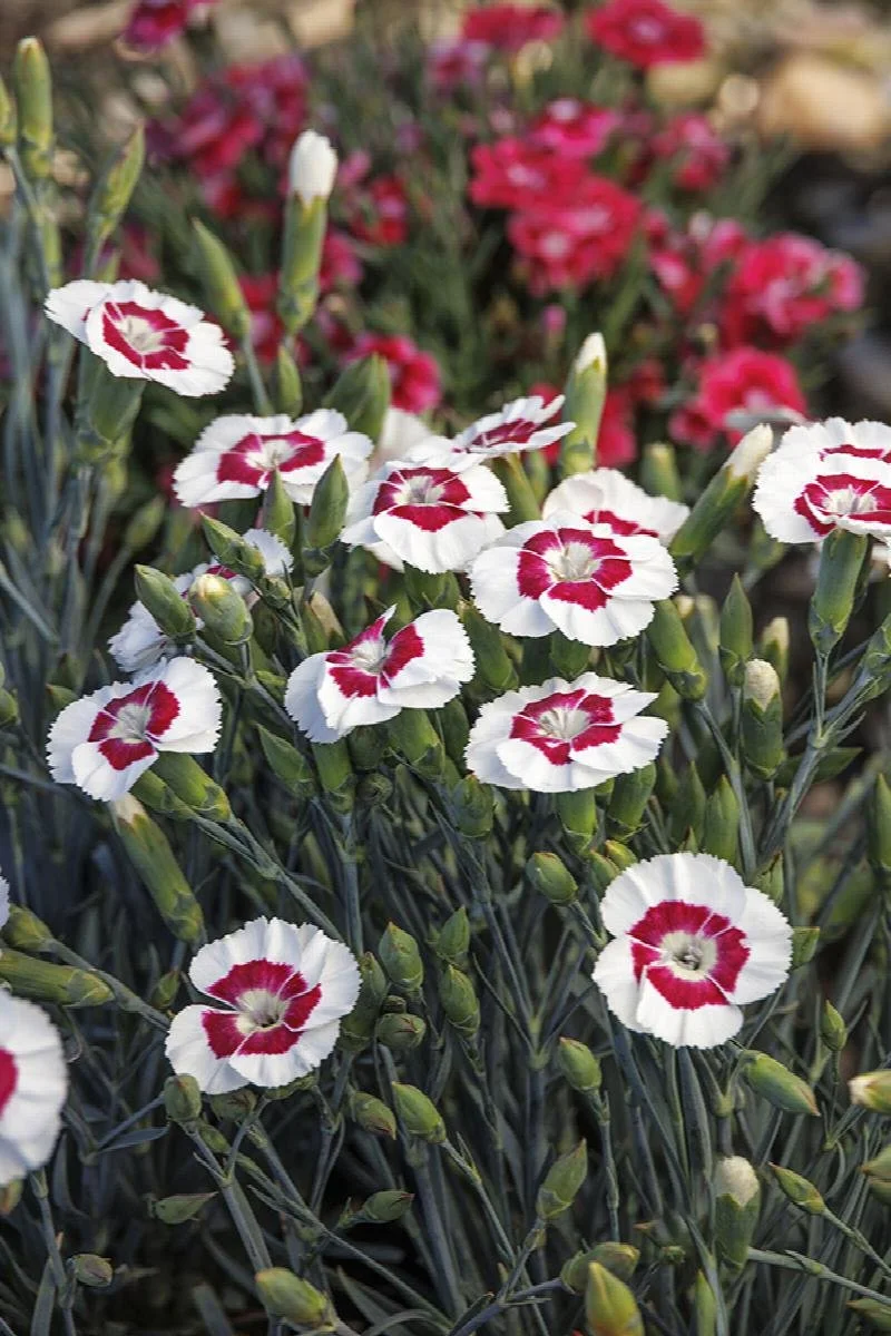 Early Spring Perennial Color — Sunnyside Nursery