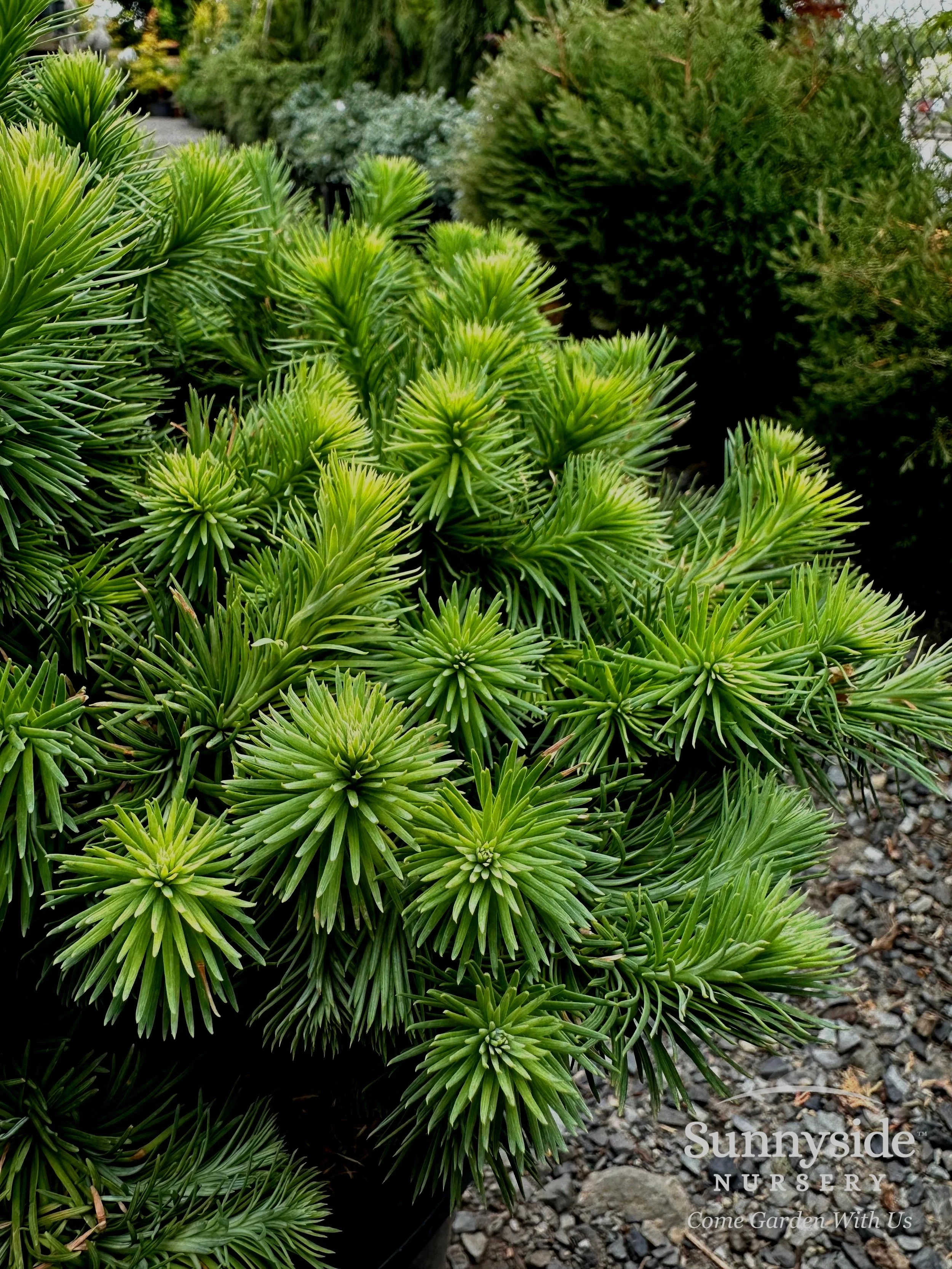 WM Larix kaempferi ‘Wolterdingen' - Julia.jpg