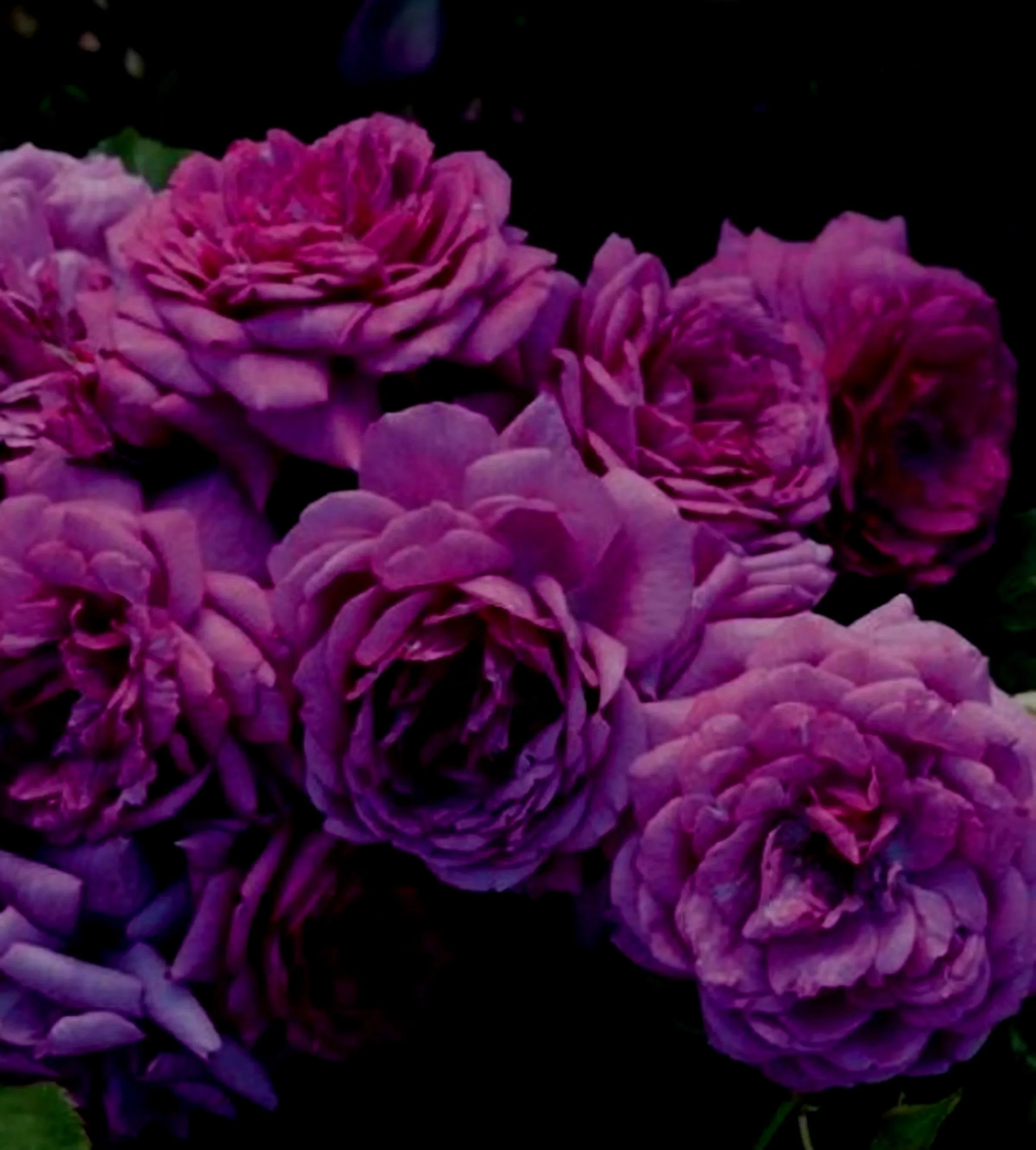 Life's Little Pleasures - Weeks Roses.jpg