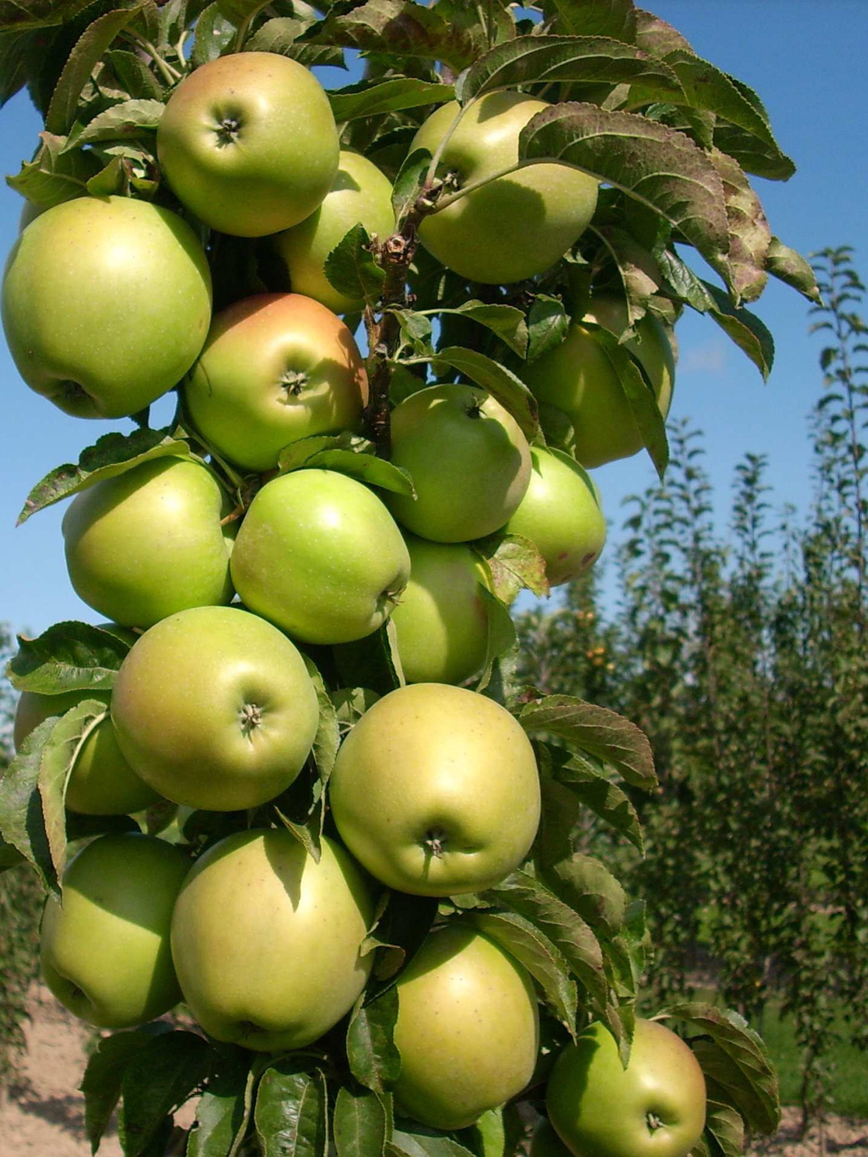 Apple Tree ( Cosmic Crisp Dwarf)