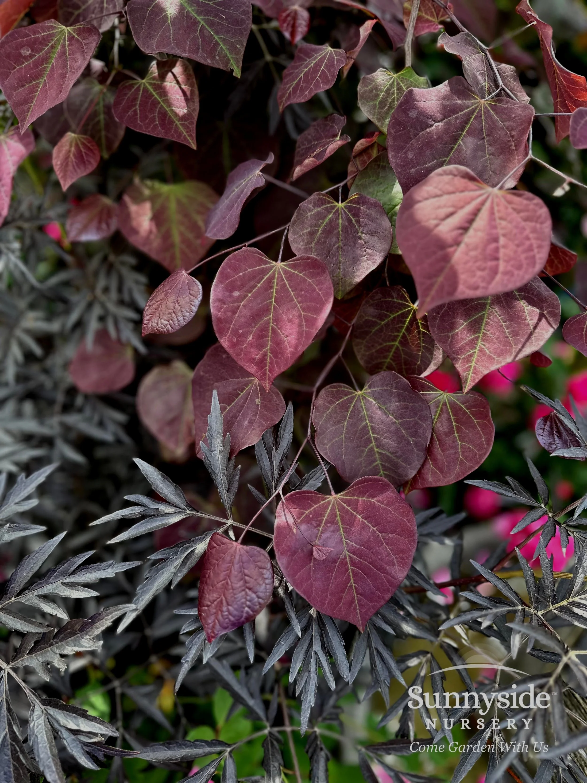 WM Redbud Ruby Falls - Julia.jpg