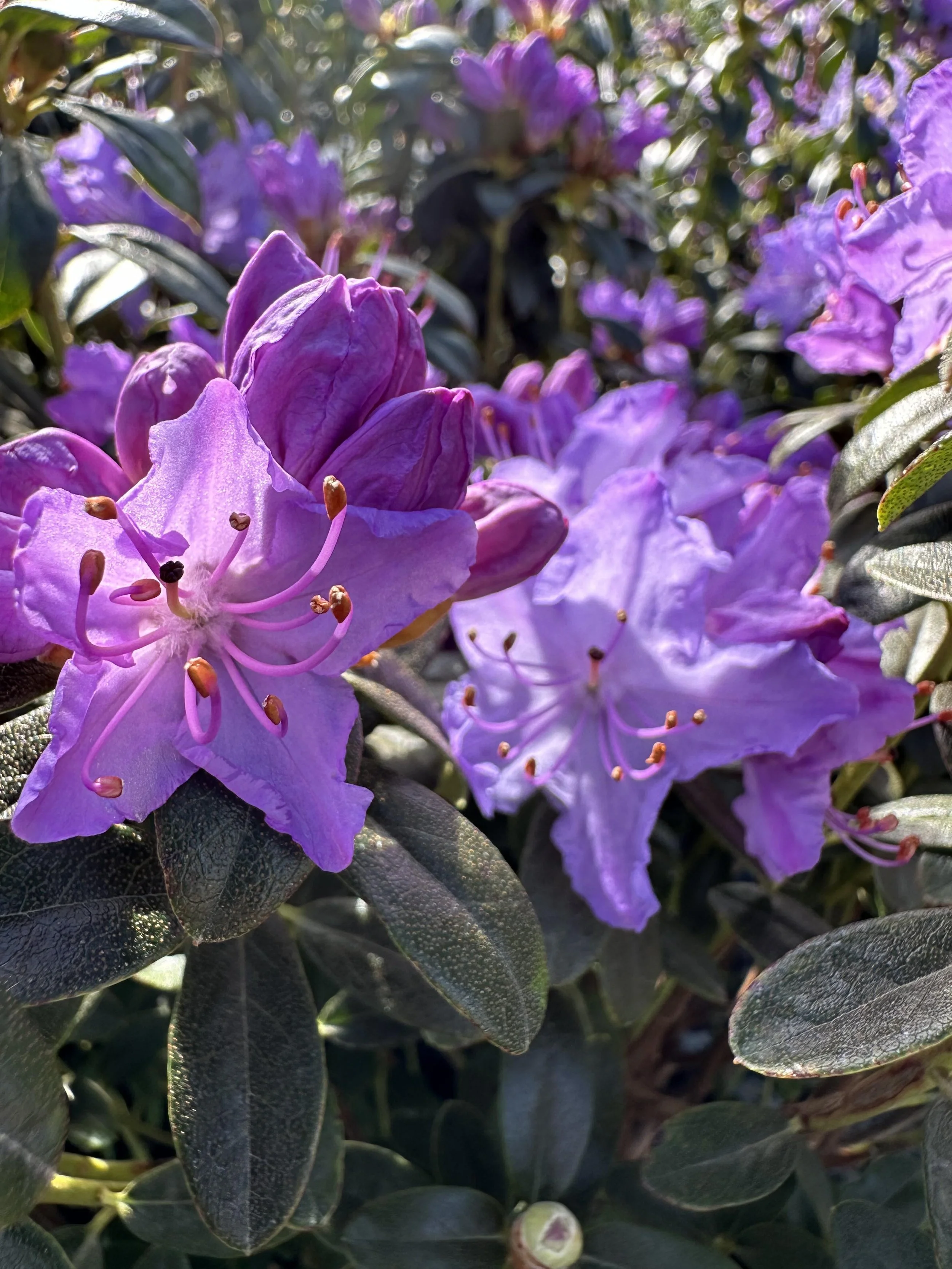 Blue & Purple Rhododendrons — Sunnyside Nursery