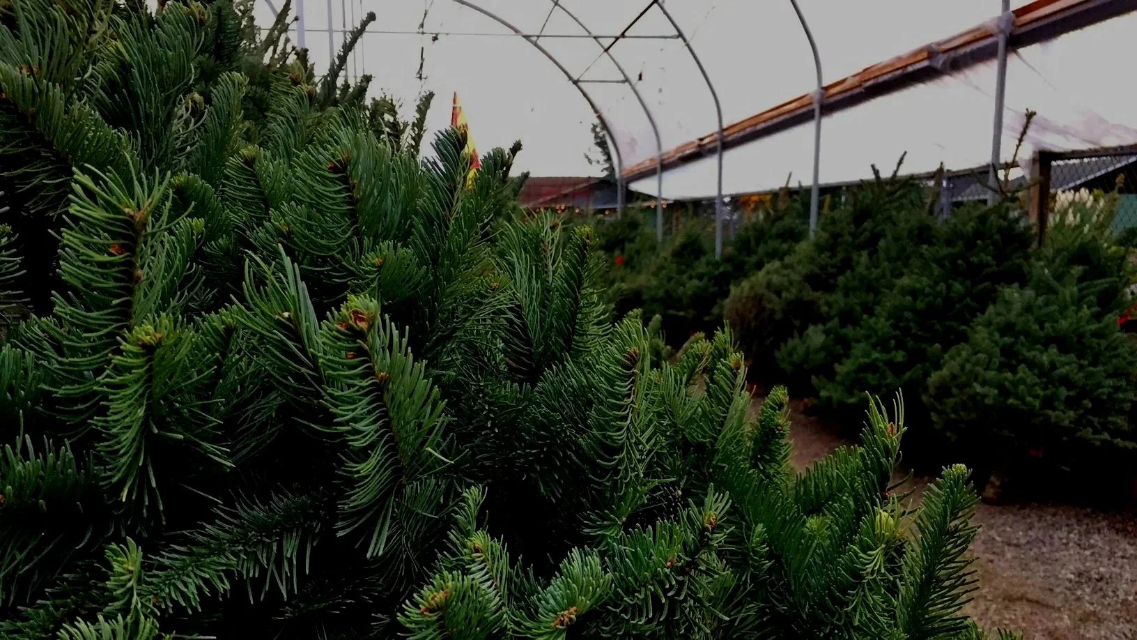 cut christmas trees.jpg