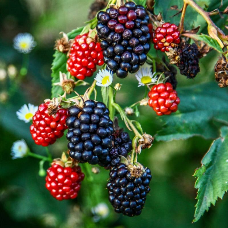 Blackberry ‘Sweet Ark’