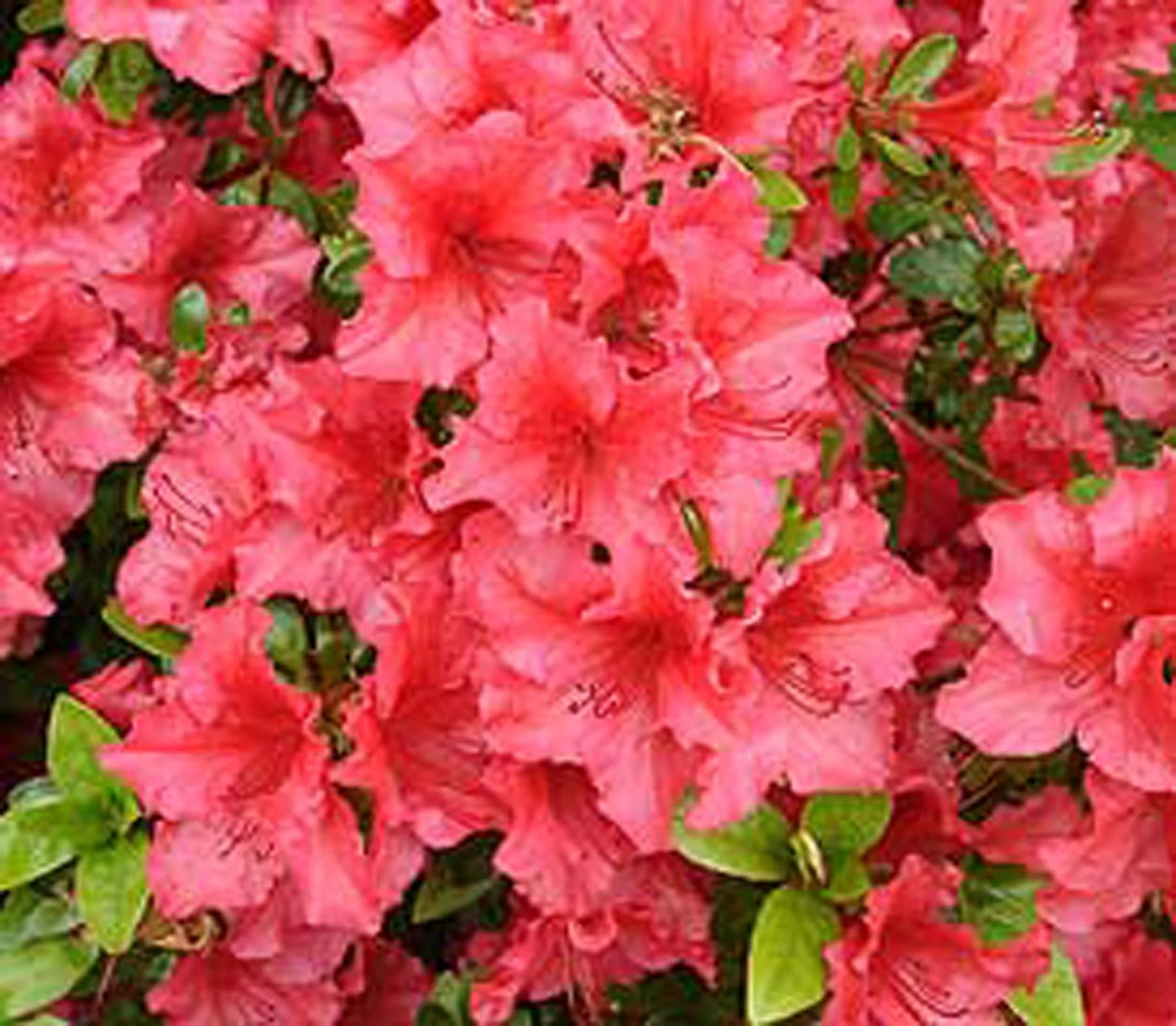 Red Evergreen Azaleas — Sunnyside Nursery