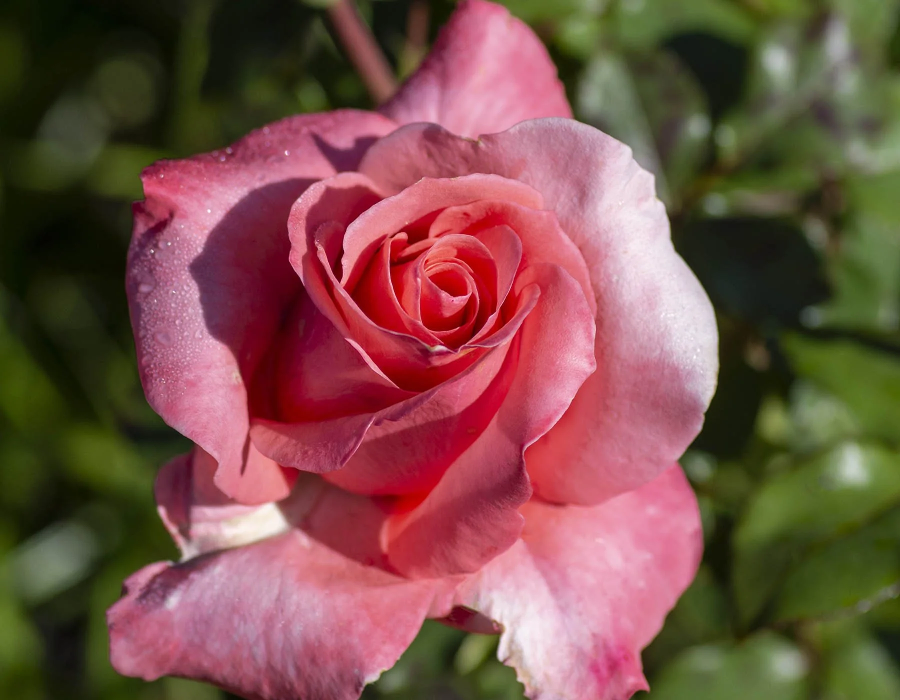 Touch Of Class Rose