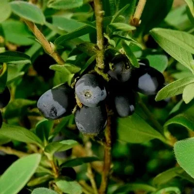 Honeyberry Blue Sea - Northwoods Nursery.jpg