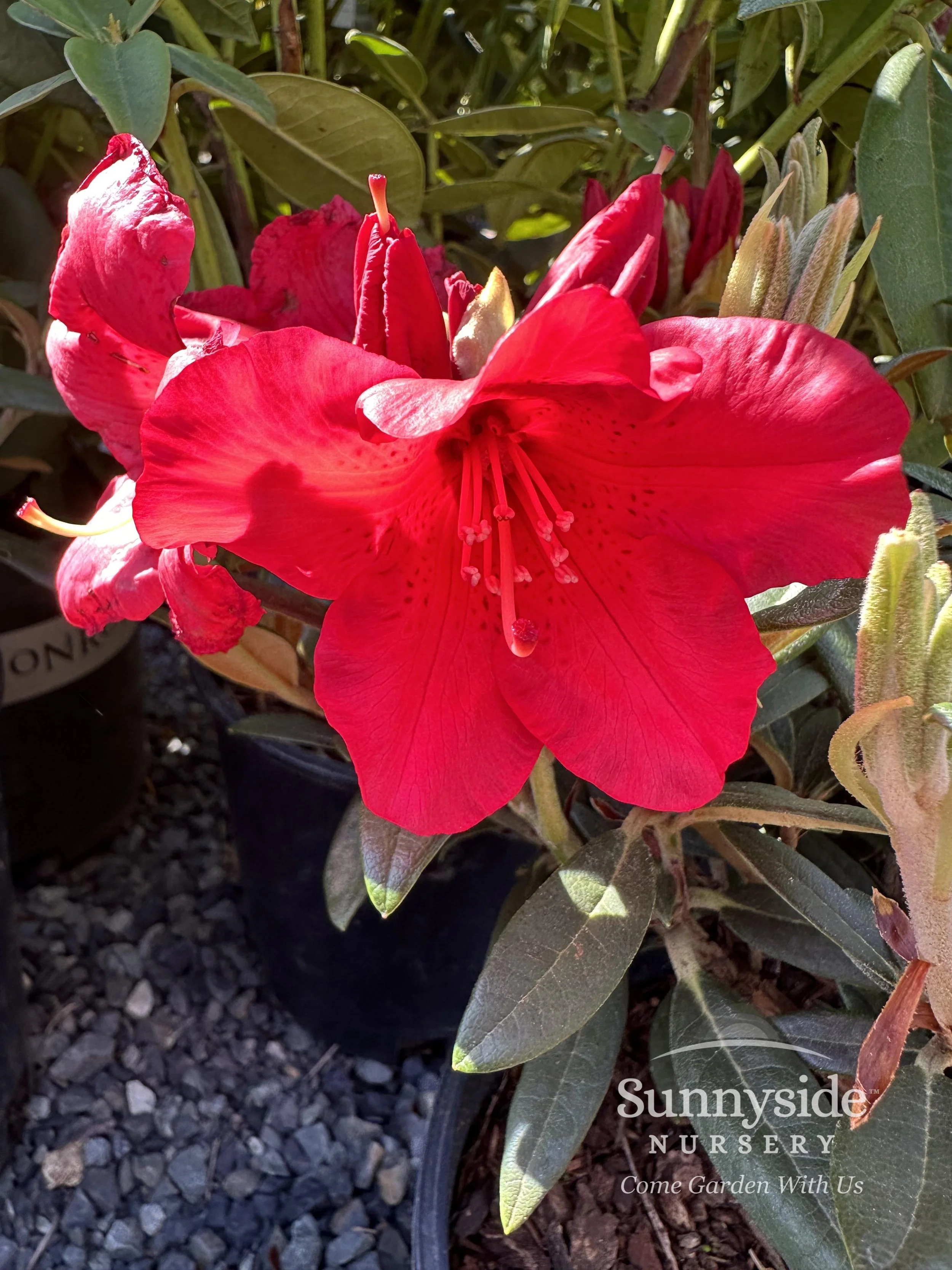 Red Rhododendrons — Sunnyside Nursery