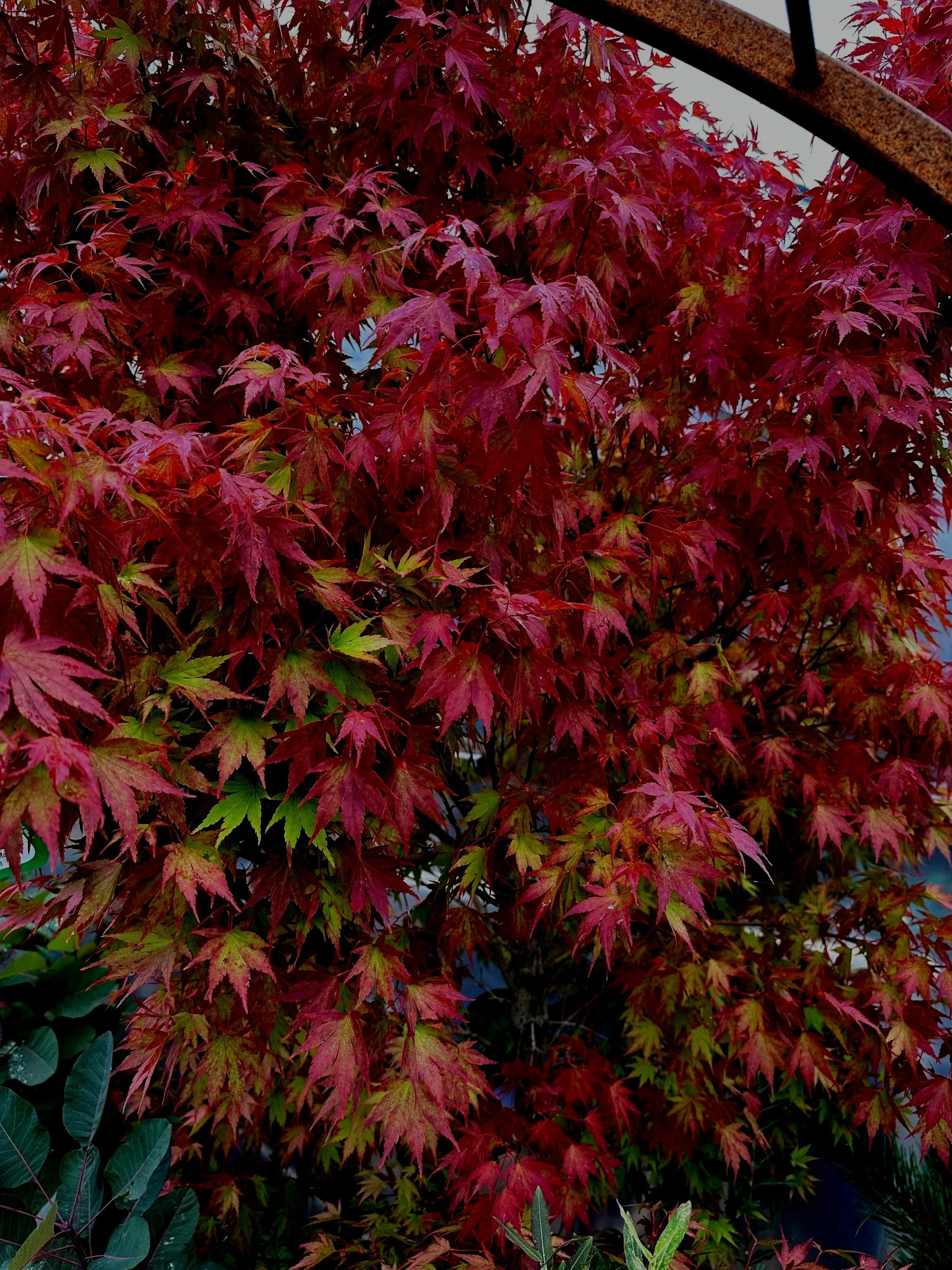 Tobiosho in fall - SS.jpg