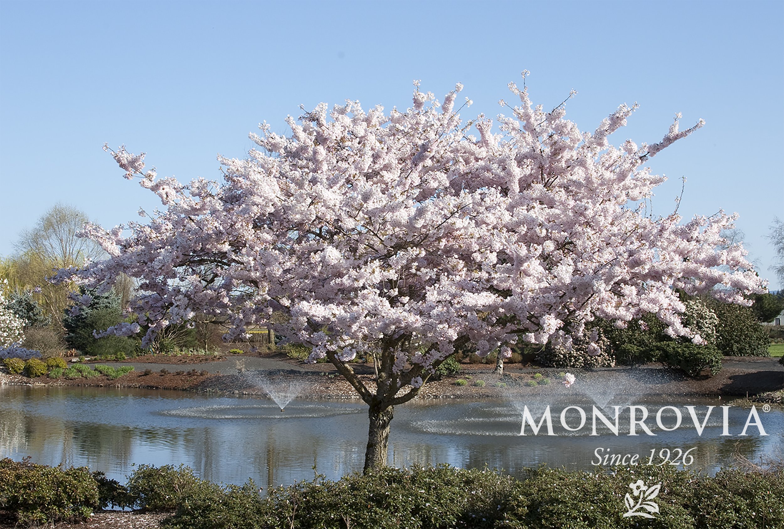 Flowering Cherry Trees Sunnyside Nursery