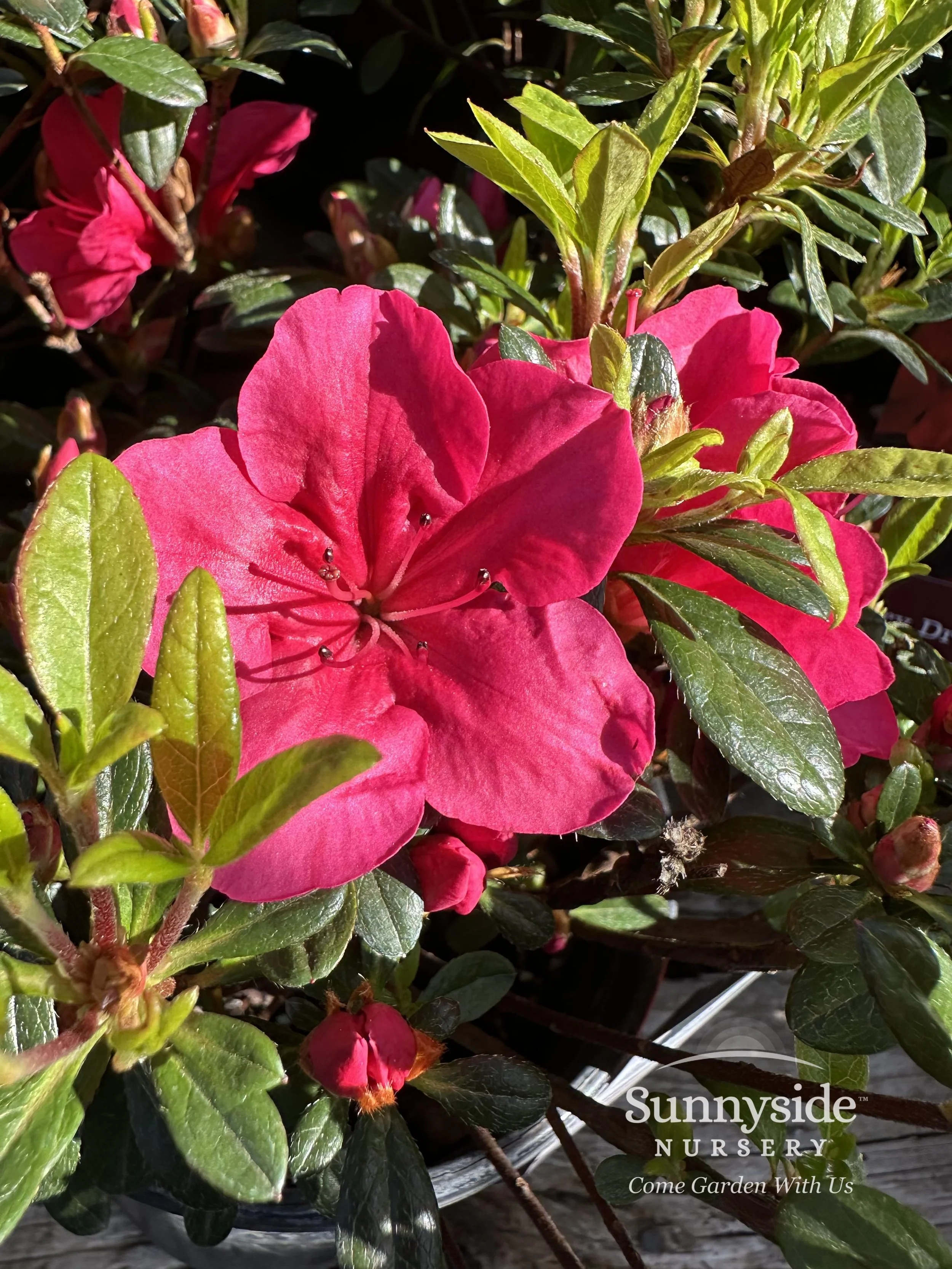 Red Evergreen Azaleas — Sunnyside Nursery