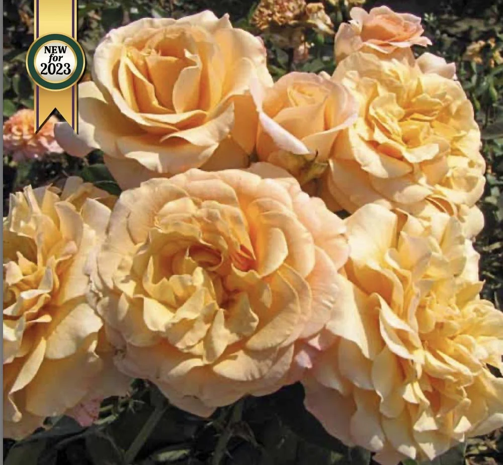 Brand New 2024 Roses — Sunnyside Nursery