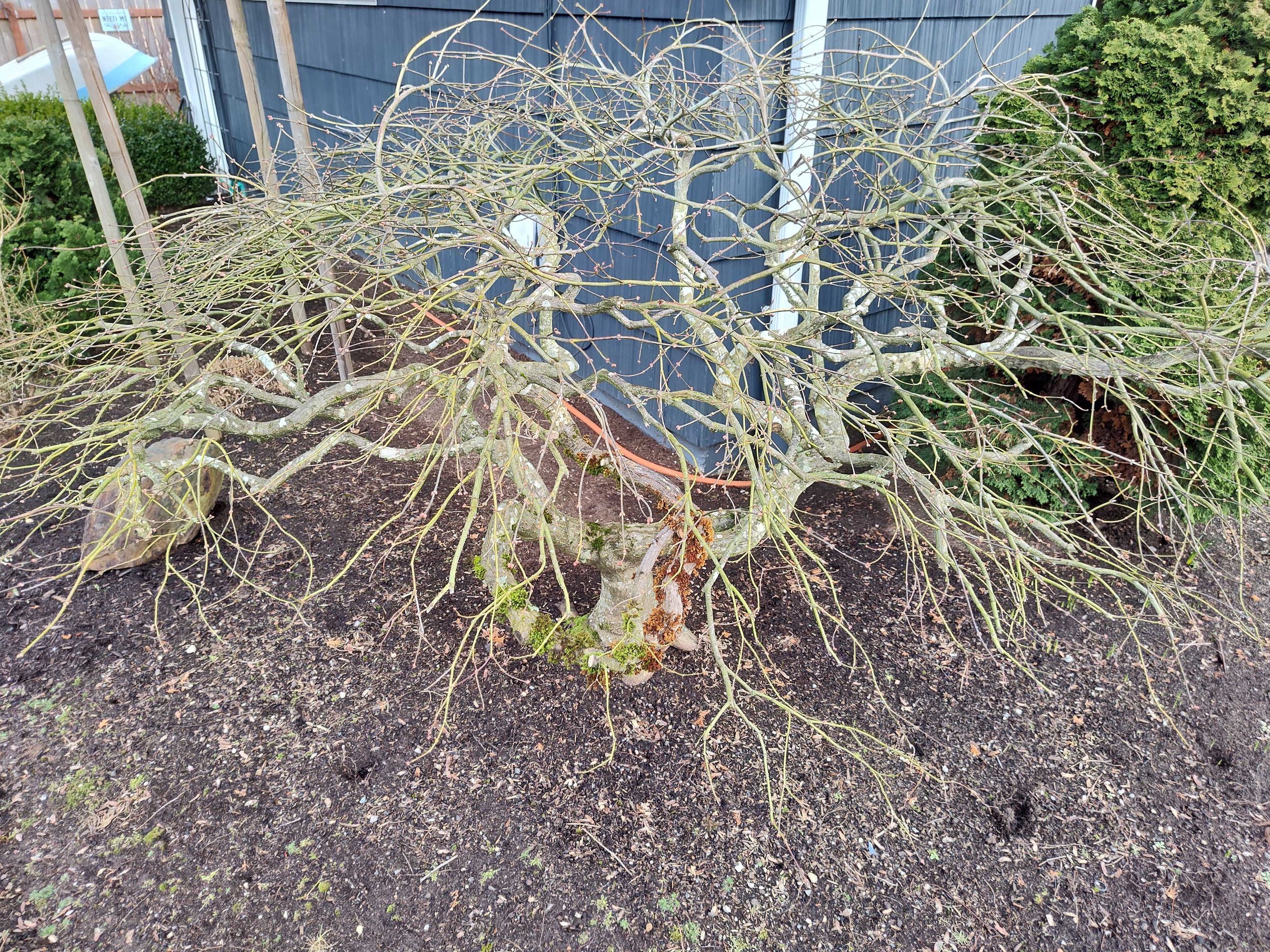 Pruning Your Laceleaf Japanese Maple — Sunnyside Nursery