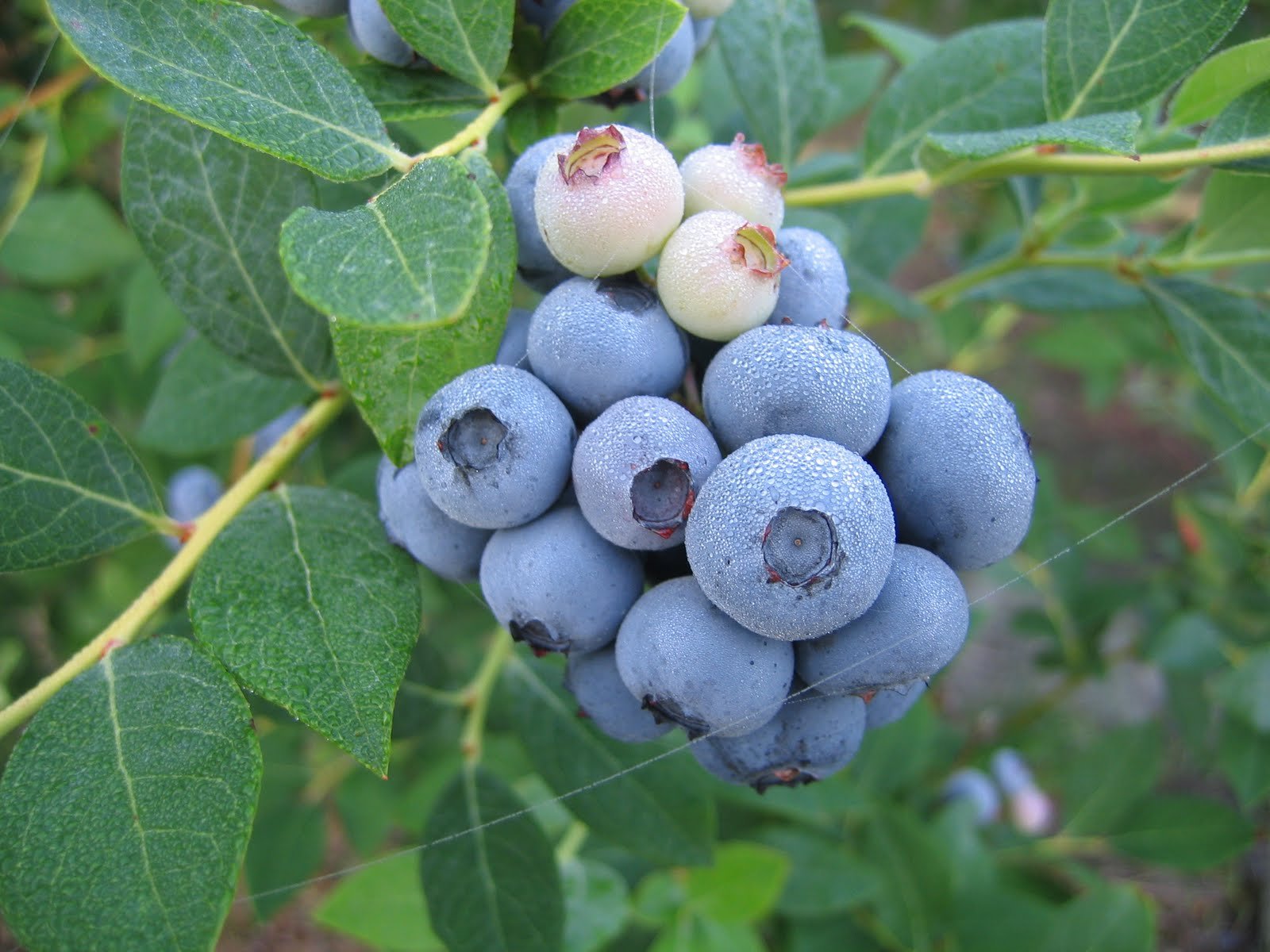 旧的蓝莓