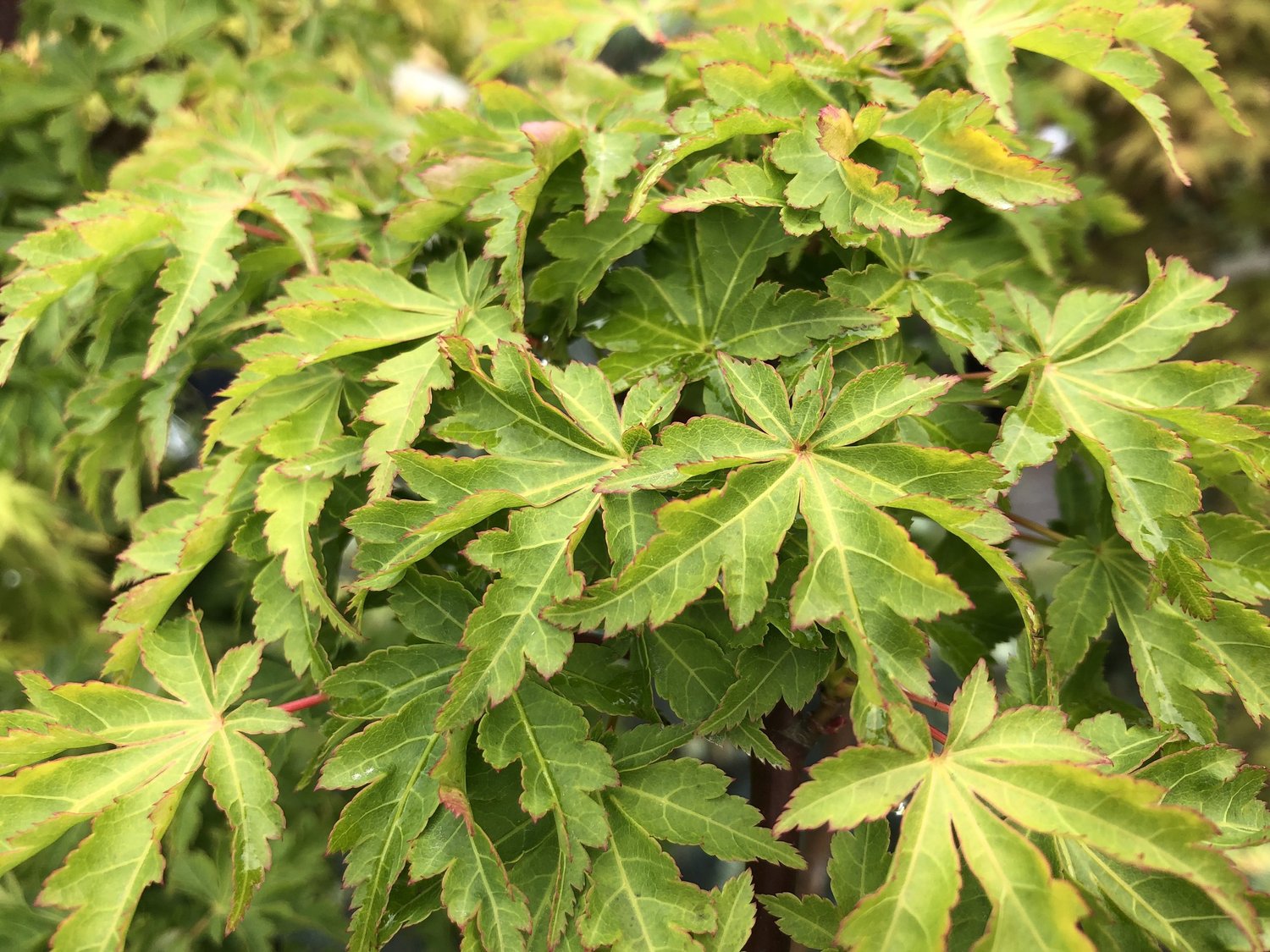 10 Ft Japanese Maple _ Types Of Japanese Maple – QWXA