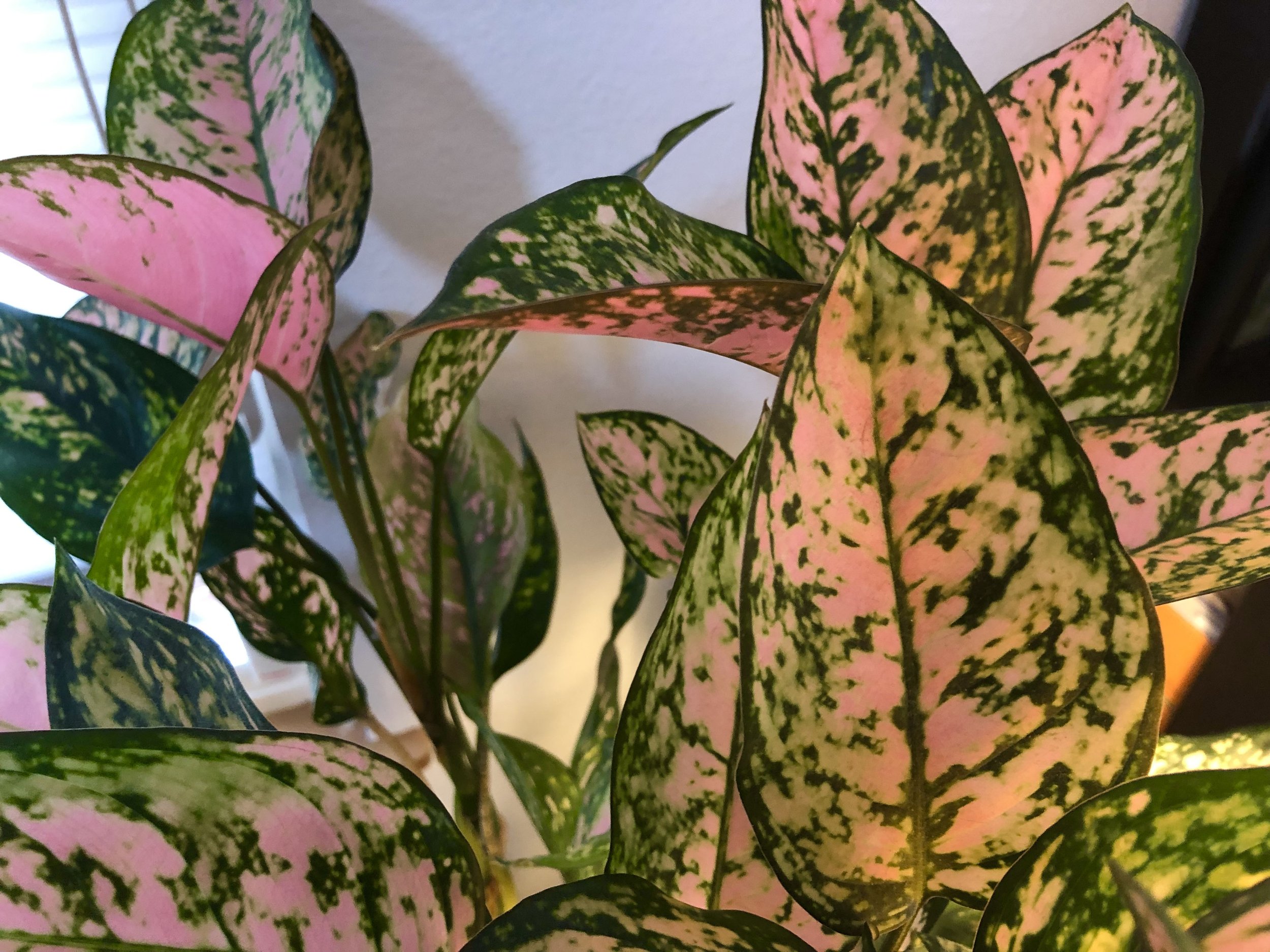High Light Houseplants — Sunnyside Nursery
