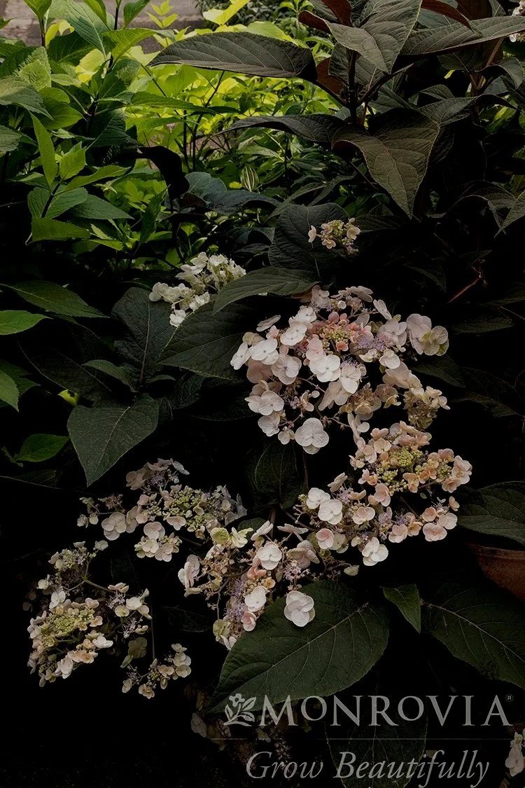 Plum Passion - Monrovia GG.jpg